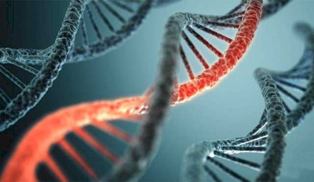 genetica