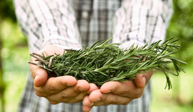 PLANTAS DE ROMERO