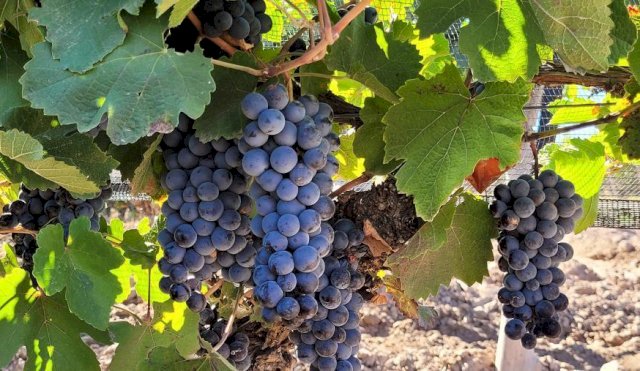uvas