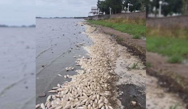 Chascomus